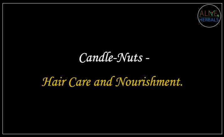 Candle Nuts - Buy from the nuts shop online