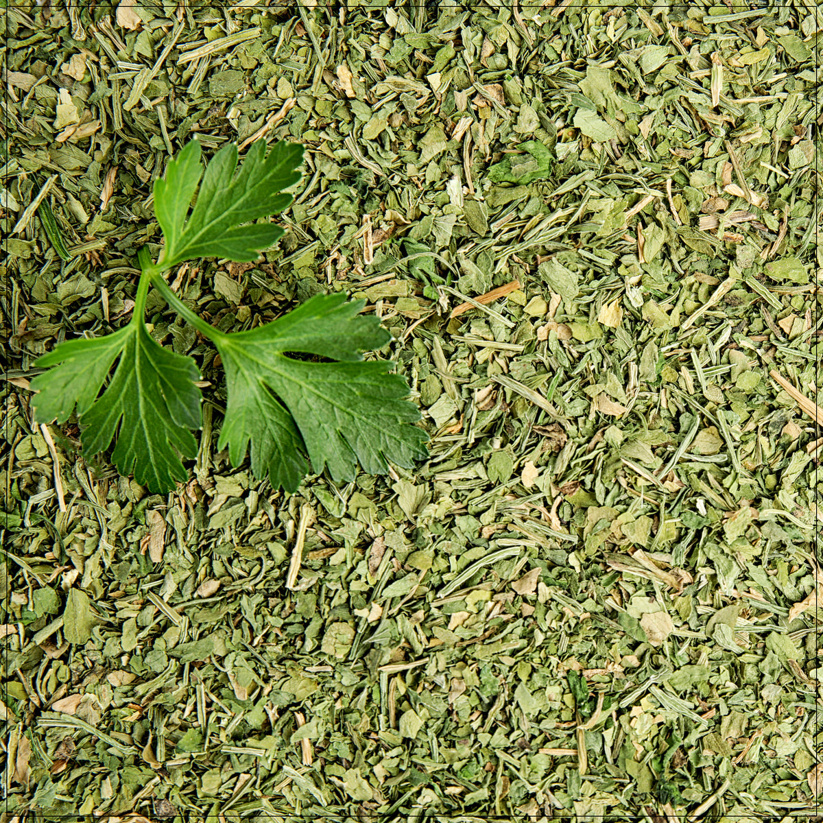 Fresh green cilantro leaves with vibrant color, ideal for garnishing and enhancing flavor in recipes.