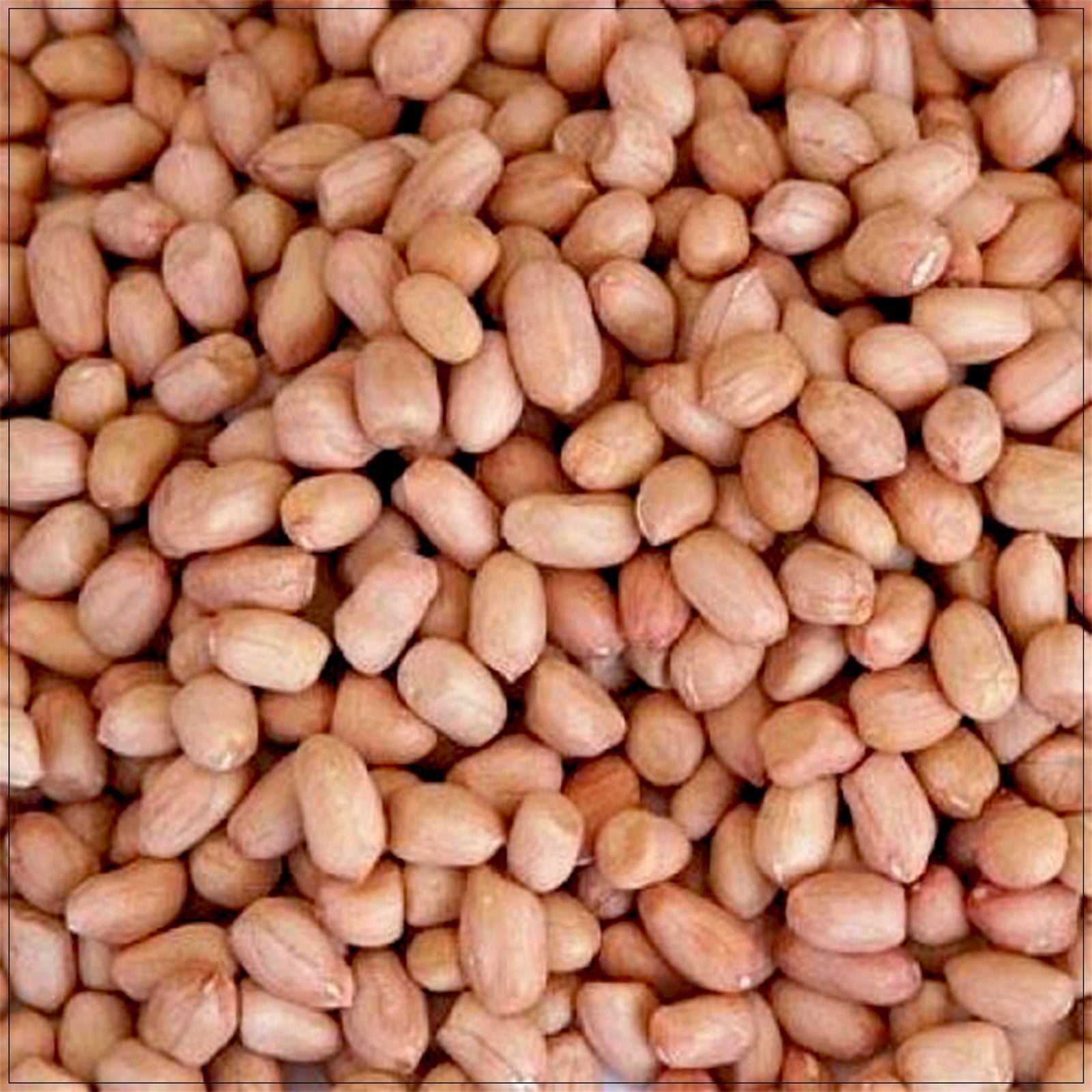 Fresh natural redskin peanuts, protein-rich healthy nuts for snacking and cooking