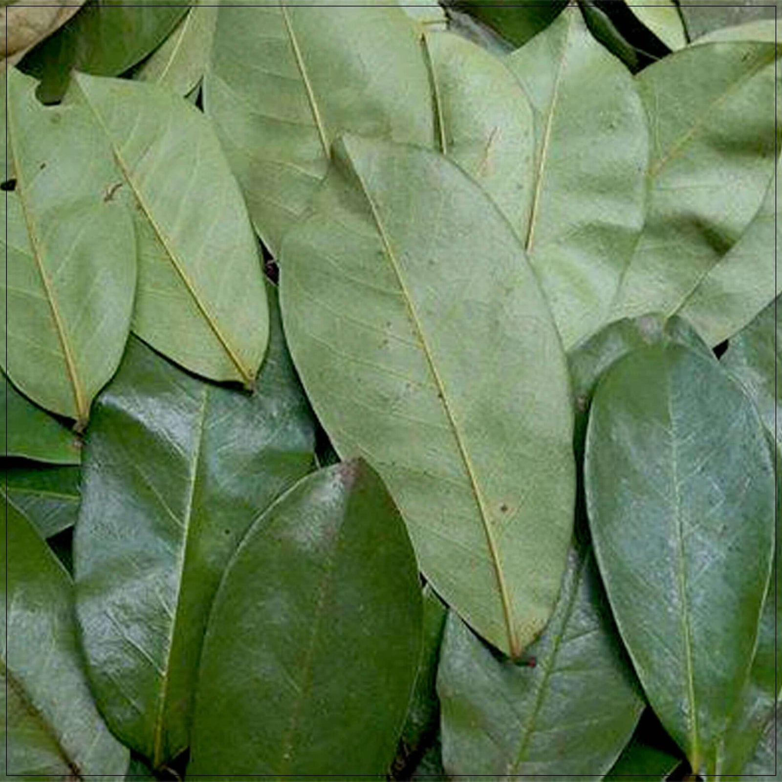 Fresh green soursop leaves used for herbal tea, known for antioxidant and wellness benefits.