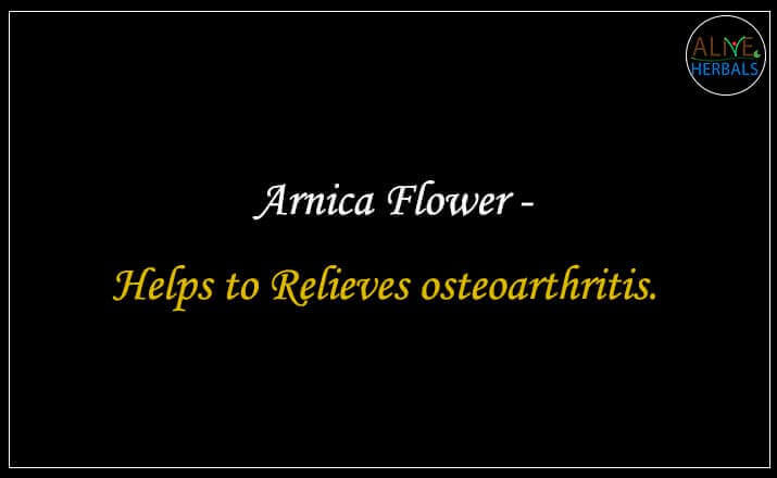 Arnica Flower - Buy at the Herbal Store Online - Alive Herbals.