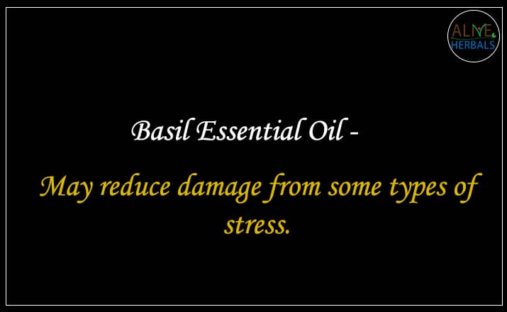 Basil Essential Oil - Buy From the Best aromatherapy store