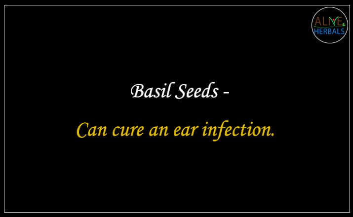 Premium Basil Seeds for Sale Buy Alive Herbals