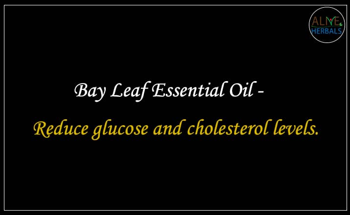 Bay Leaf Essential Oil - Buy From the aromatherapy company