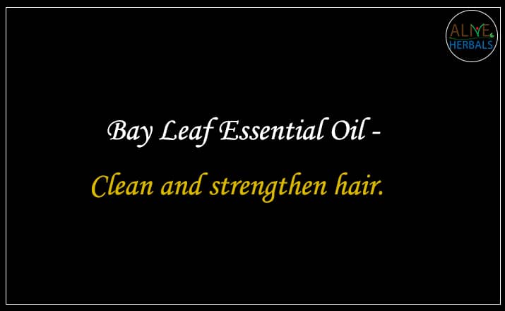 Bay Leaf Essential Oil - Buy From the Best aromatherapy store