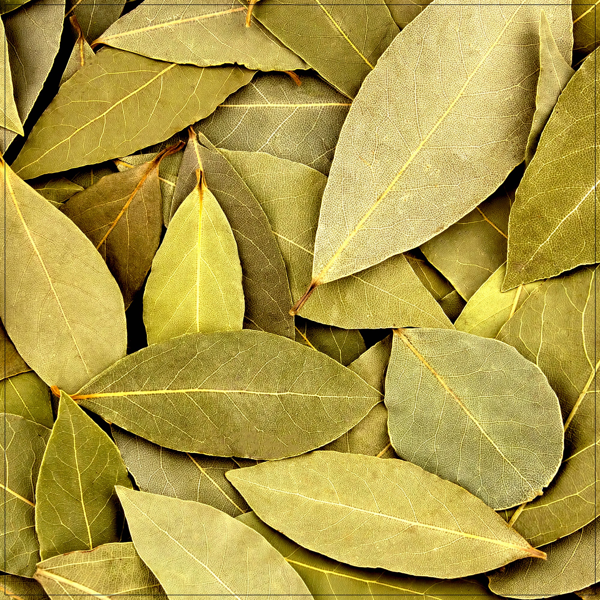 Premium dried bay leaves in eco-friendly packaging, showcasing whole and fresh leaves ready for culinary use.