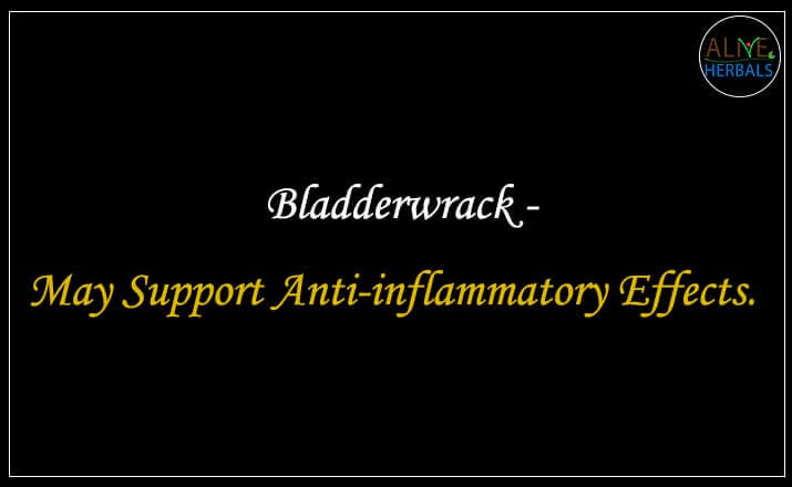 Bladderwrack - Buy from the online herbal store