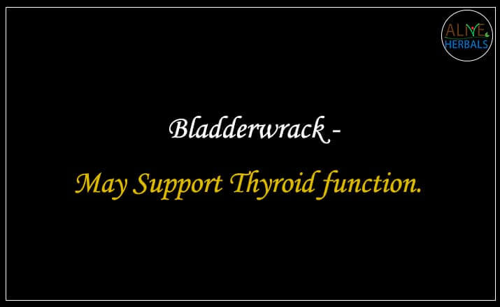 Bladderwrack - Buy from the natural herb store