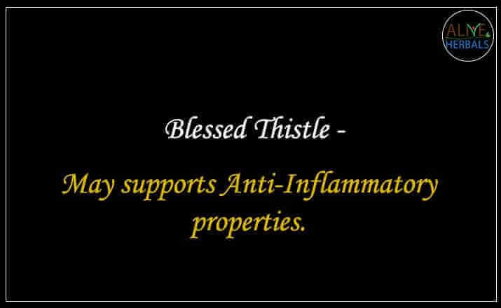 Blessed Thistle - Buy from the online herbal store