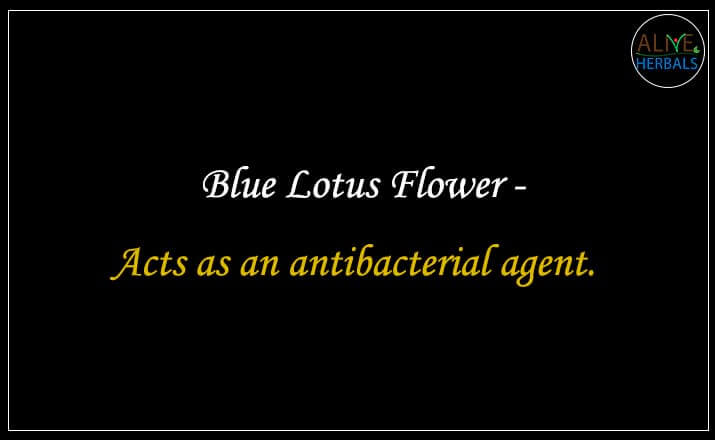 Blue lotus flower - Buy from the natural health food store