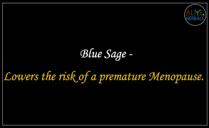 Blue Sage - Buy from the online herbal store