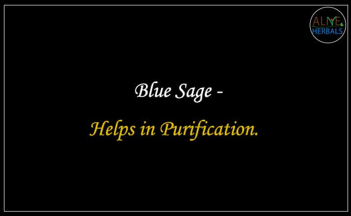 Blue Sage - Buy from the natural health food store