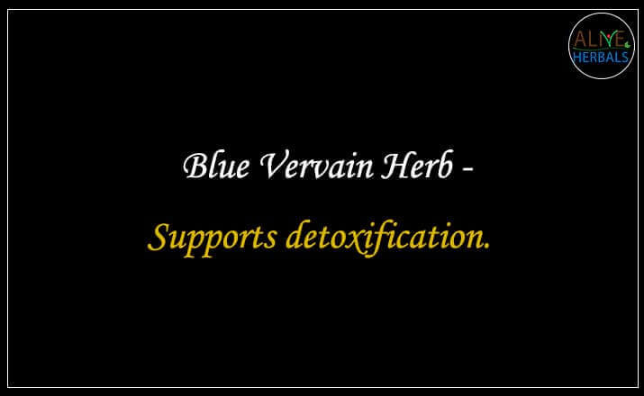 Blue Vervain Herb - Buy from the online herbal store