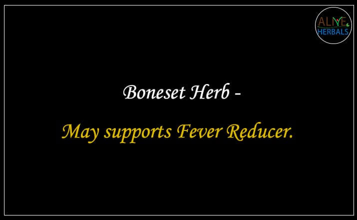 Boneset Herb - Buy from the online herbal store