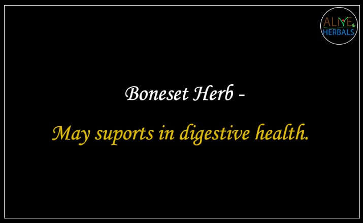 Boneset Herb - Buy from the natural health food store