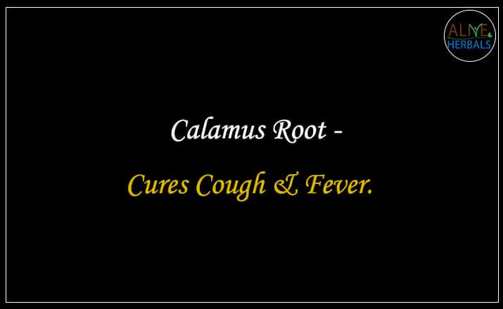 Calamus Root - Buy from the online herbal store