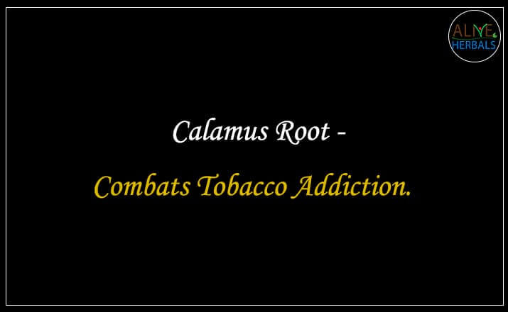 Calamus Root - Buy from the natural health food store