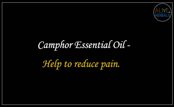 Camphor Essential Oil - Buy From the aromatherapy company