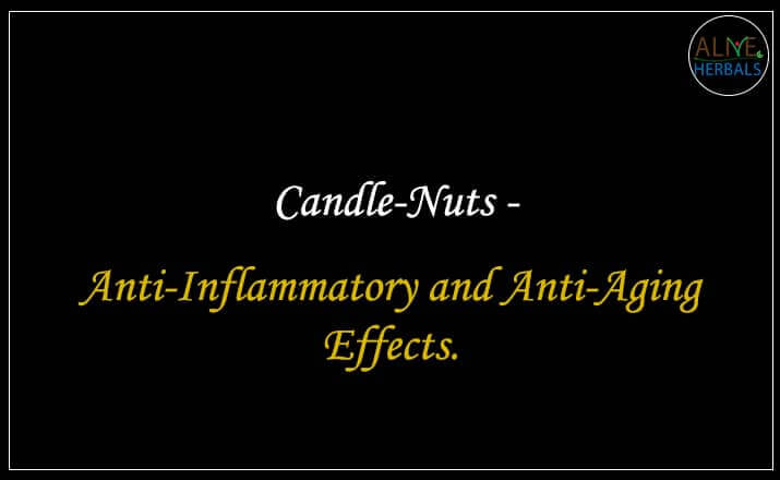 Candle Nuts - Buy from the health food store