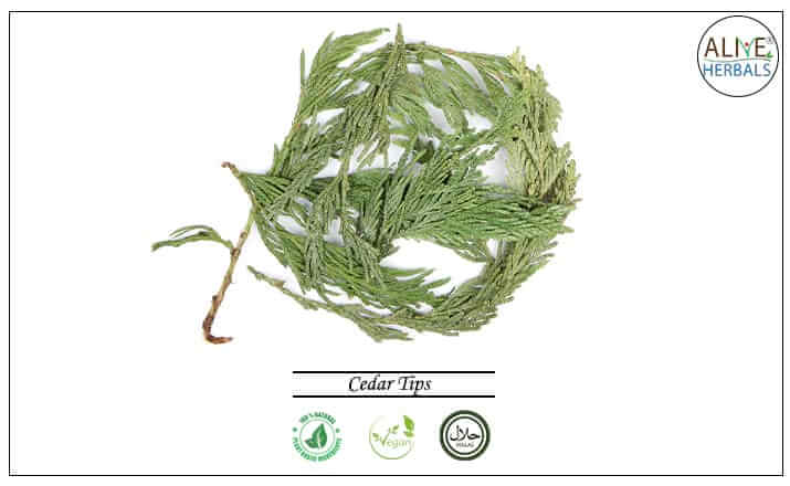 Cedar Tips - Buy from the health food store