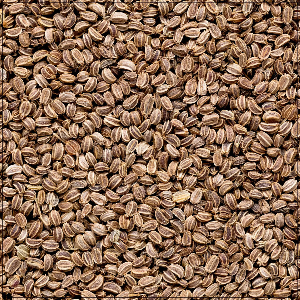 Celery Seeds - Buy from the Alive Herbals