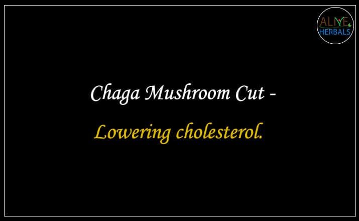 Chaga Mushroom Cut - Buy from the natural herb store