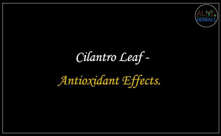 Cilantro Leaf - Buy from the online herbal store