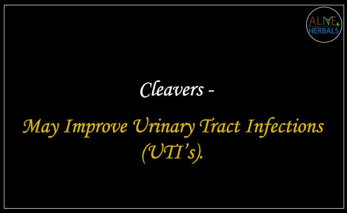 Cleavers - Buy from the natural health food store