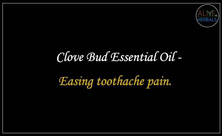 Clove Bud Essential Oil - Buy From the Best aromatherapy store