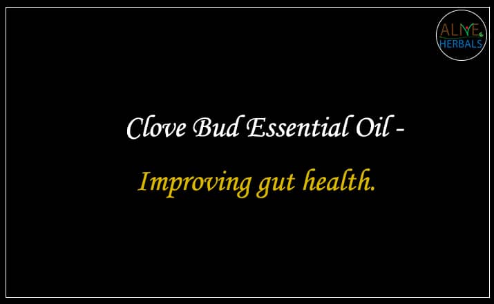 Clove Bud Essential Oil - Buy From the aromatherapy supplier