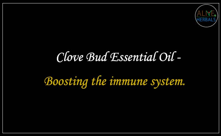 Clove Bud Essential Oil - Buy From the aromatherapy company