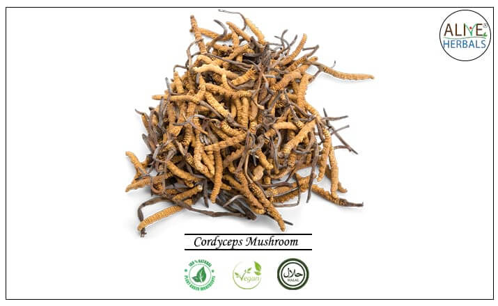 Cordyceps Mushroom - Buy from the health food store