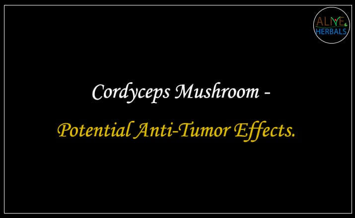 Cordyceps Mushroom - Buy from the natural health food store