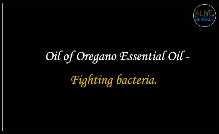 Oil of Oregano Essential Oil - Buy From the aromatherapy supplier