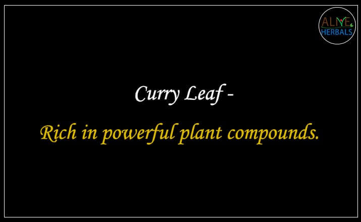 Curry Leaf - Buy at the Best Spice Store NYC - Alive Herbals.