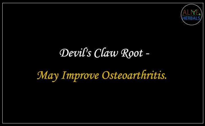 Devil's Claw Root - Buy from the natural health food store