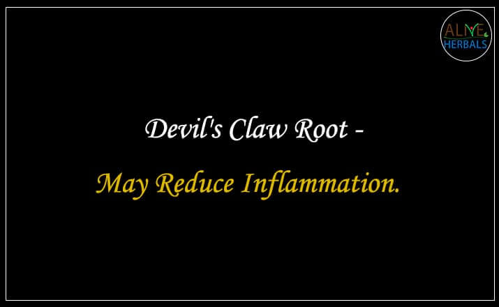 Devil's Claw Root - Buy from the natural herb store