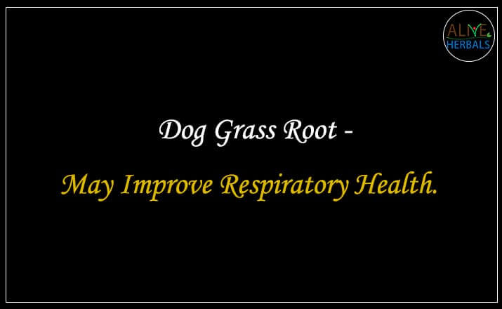 Dog Grass Root - Buy from the online herbal store