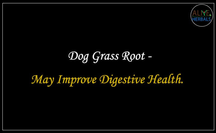 Dog Grass Root - Buy from the natural health food store