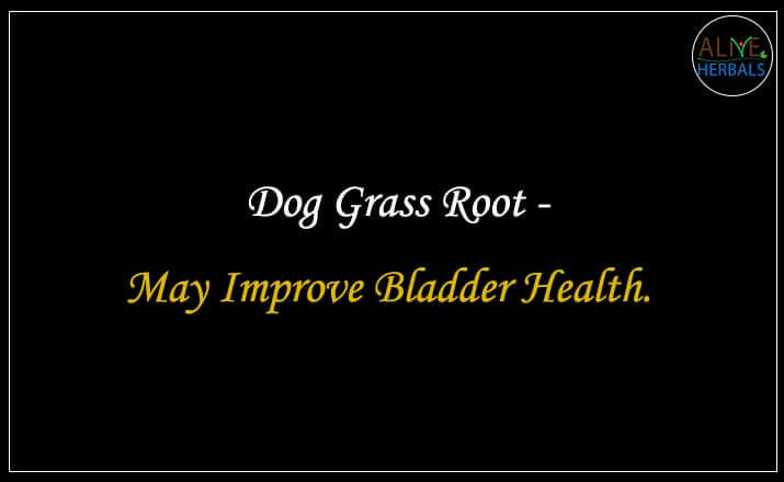 Dog Grass Root - Buy from the natural herb store