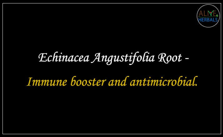Echinacea Angustifolia Root - Buy from the online herbal store