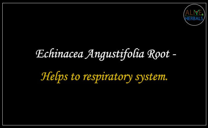 Echinacea Angustifolia Root - Buy from the natural health food store