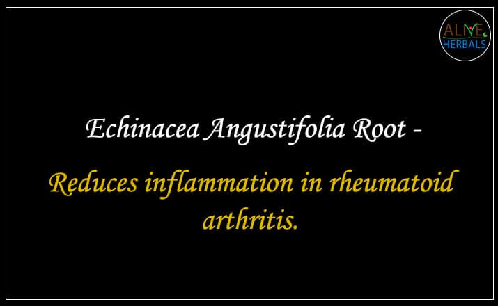 Echinacea Angustifolia Root - Buy from the natural herb store