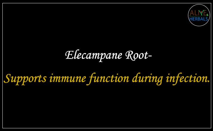 Elecampane Root - Buy from the natural herb store