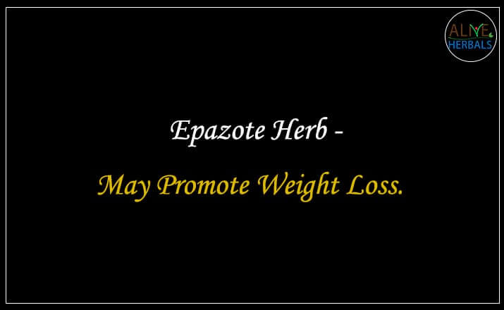 Epazote Herb - Buy from the online herbal store