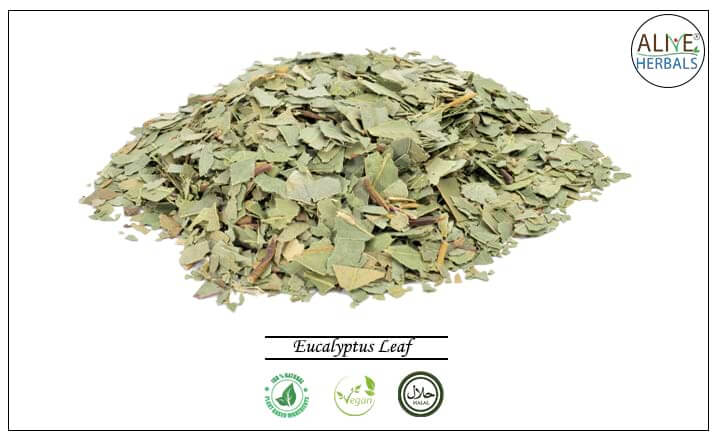 Eucalyptus Leaf - Buy from the health food store