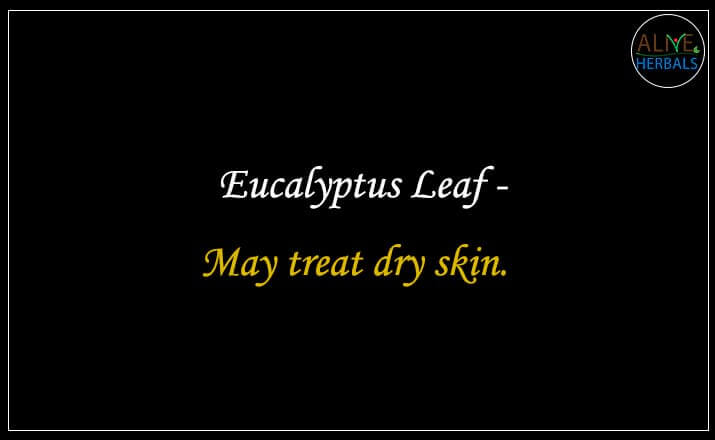 Eucalyptus Leaf - Buy from the natural health food store