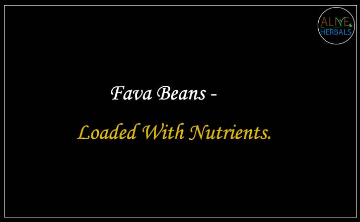 Fava Beans - Buy From the beans store