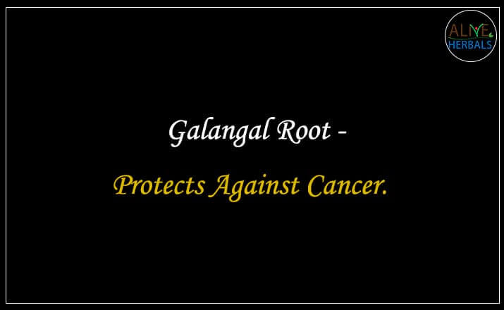 Galangal Root - Buy from the natural herb store