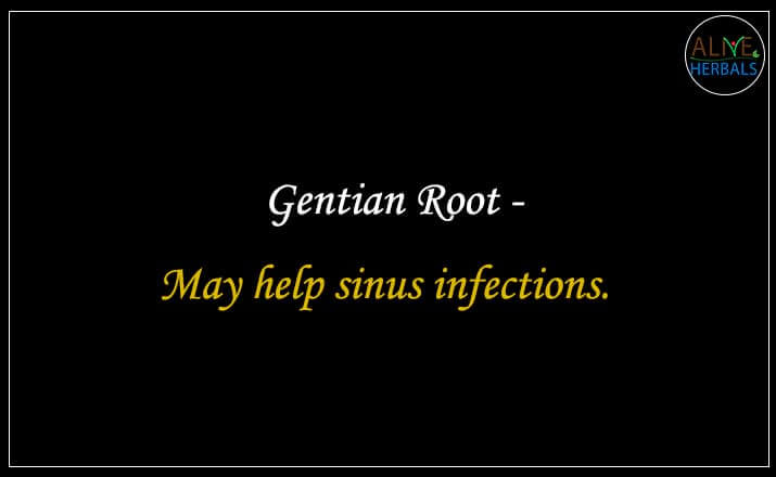 Gentian Root - Buy from the online herbal store